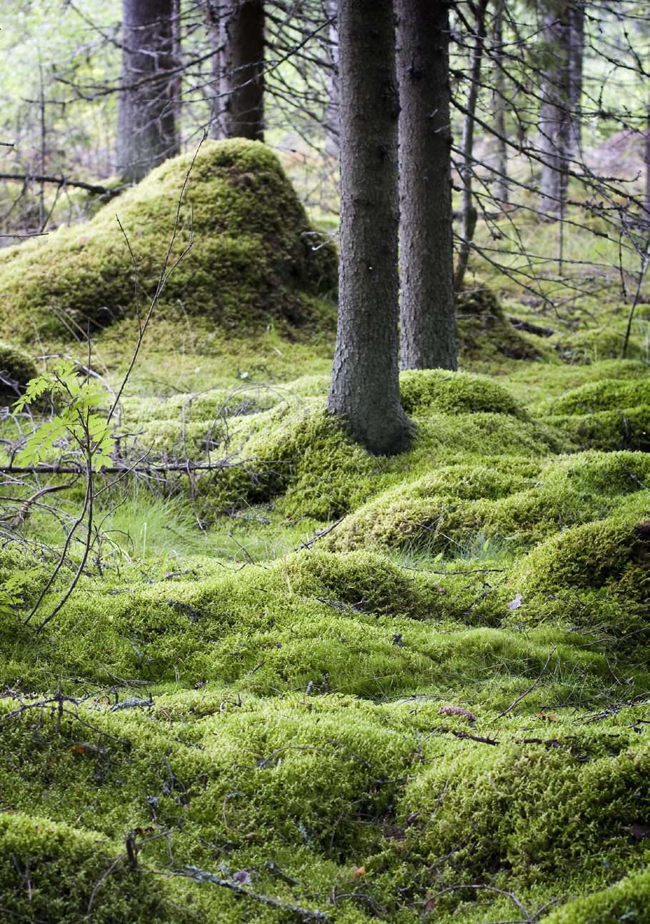 Näitä rikkiyhdisteitä syntyy eräiden kasviplanktoneliöiden, levien ja vesikasvien sekä meressä ja sen rannalla elävien bakteerien yhteistyönä.