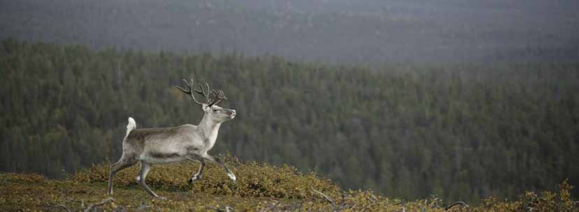 9 Poronhoitoalue Poronhoitoalue on poronhoitolaissa määritelty alue. Poronhoitoalue ei vaikuta jokamiehenoikeuksiin.