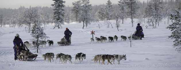 Koiravaljakolla ajetaan useimmiten moottorikelkalla tehtyä uraa pitkin. Kuva: Suomen Latu. Koiravaljakkoajo Koiravaljakolla liikkumisesta ei ole erikseen säädetty.
