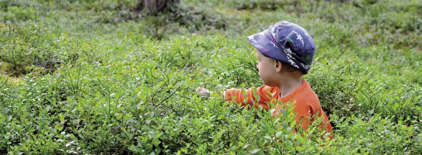 15 Luonnonvarojen hyödyntäminen Jokamiehenoikeudella voidaan muun muassa poimia luonnonvaraisia kasveja ja sieniä, etsiä kaivoskivennäisiä ja kalastaa. Marjoja saa kerätä jokamiehenoikeudella.