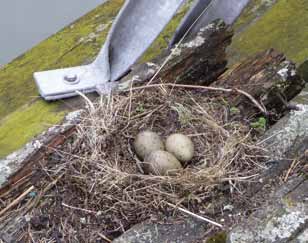Lintujen munat, pesät ja sulat Lintujen pesien ja munien vahingoittaminen sekä munien kerääminen on kiellettyä (luonnonsuojelulaki 6 luku 39 ).