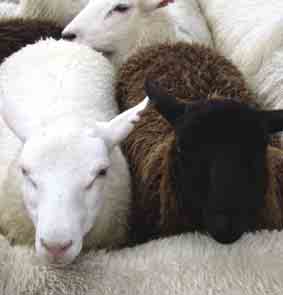 1. Lampuriksi rekisteröityminen Kaikkien lampaanomistajien tulee rekisteröityä kunnan maaseutusihteerille. Iso lampola vaatii ympäristöluvan. Taustaa Lammas on monipuolinen ja vaativa tuotantoeläin.