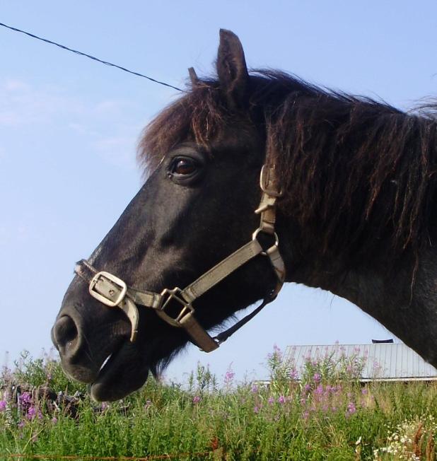 6 3.1 Tavallisimpia hevosen varusteita Riimunnaru: Riimunnaru kiinnitetään riimuun ja sillä talutetaan hevosta tai sidotaan hevonen kiinni.