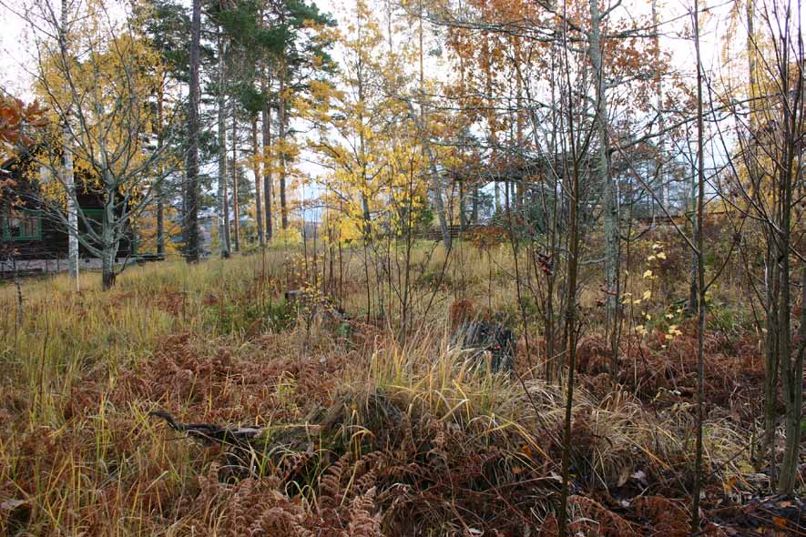 pisealokorelin ylä (aieilijan näkemys) rajaaan