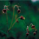 Geum rivale