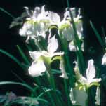 strandiris Iris sibirica