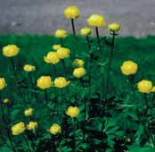 Trollius europaeus