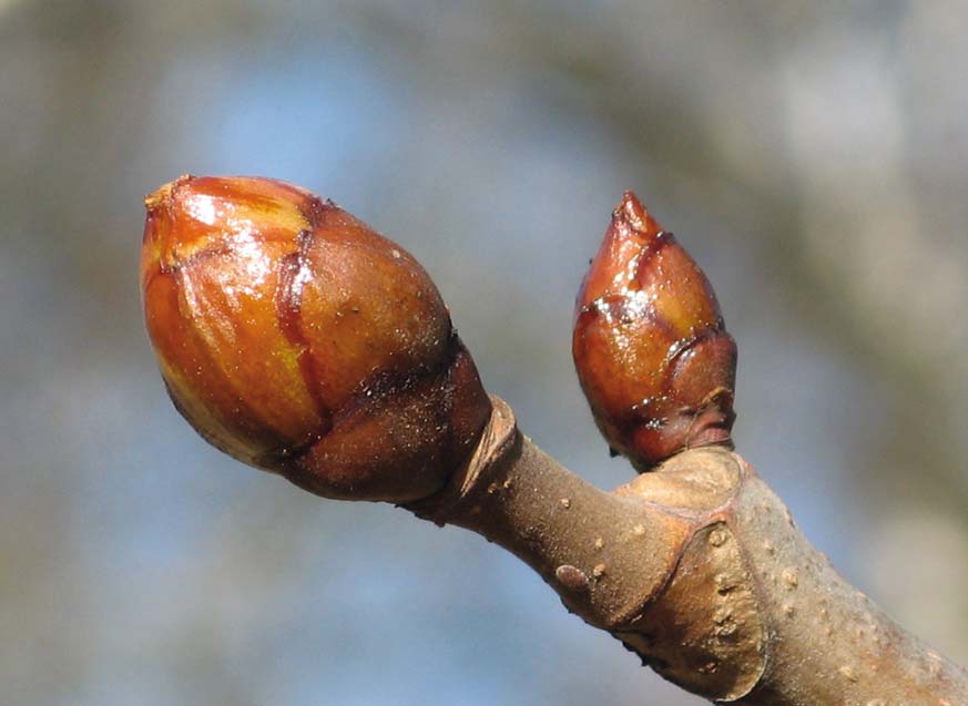 LUKUNÄYTE Talvidendrologiaa puut talviasuissaan an NÄ Dendrologia on puulajitiedettä. Sana muodostuu kreikan kielen sanoista dendron (puu) ja logos (tiede).