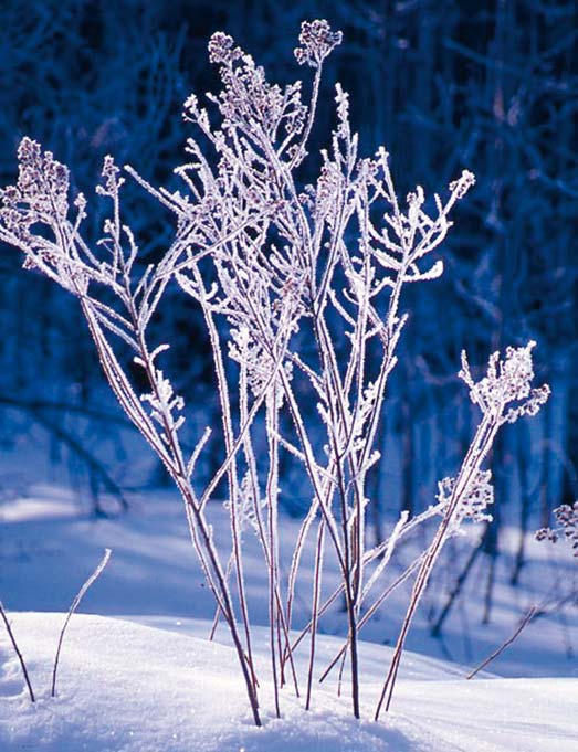 Kaunis talvinen puutarha Talvisena päivänä lyijynharmaat pilvet peittävät taivaan. Päivä on pimeä ja lyhyt.