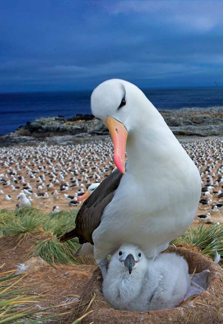 WWF työskentelee eri puolilla maapalloa edistääkseen kestäviä kalastuskeinoja ja suojellakseen albatrossin elinalueita. HUOM.