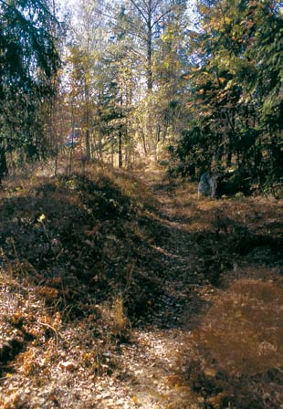 Suomussalmelta Vienan Karjalaan johtaneen, lähes umpeenkasvaneen polkureitin paikkaa osoittaa mäntyyn lyöty pilkkamerkintä. Kuva Marianna Niukkanen, Museovirasto.