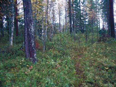 Yleisten teiden lisäksi käytettiin tietysti lukemattomia polkuja ja kulku-uria varsinkin Pohjois- Suomessa. Soisten alueitten ylitykseen rakennettiin pitkospuita, kapulateitä ja sorroksia.