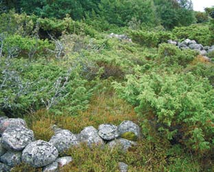 Saaristokappelin jäännöksiä Korppoon Björkössä. Kuva Marianna Niukkanen, Museovirasto. Porvoon Pellingissä sijaitsevaa Hagnäsin saaristohautausmaata ympäröi matala kiven- ja maansekainen aita.