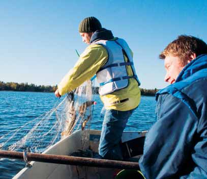 Vaasan Verkot Vasa Nät Pituus n. 60 m / Längd ca.