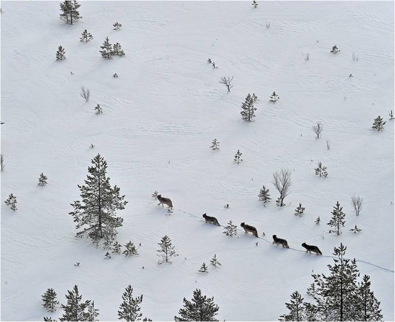 Suurpetoyhdyshenkilöiden ilmoittamat susihavainnot 6 000 Yksilömäärä havainnossa: Havaintojen