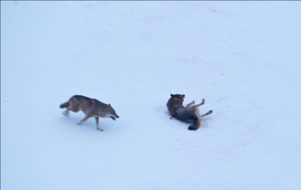 tunnistaminen