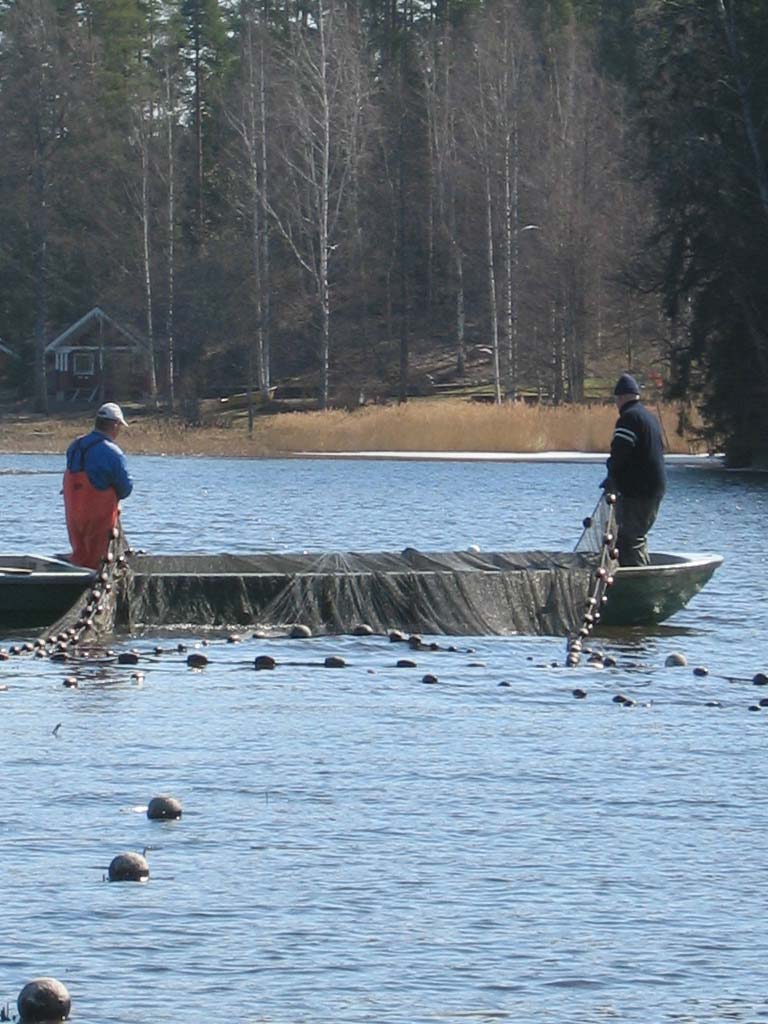 Katuma- ja Liesjärvellä poistokalastussaaliit ja kalakannan selvitysten tulokset osoittivat, ettei hoitokalastus näillä järvillä