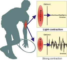 Elektromyografian (EMG) perusteet Lihas