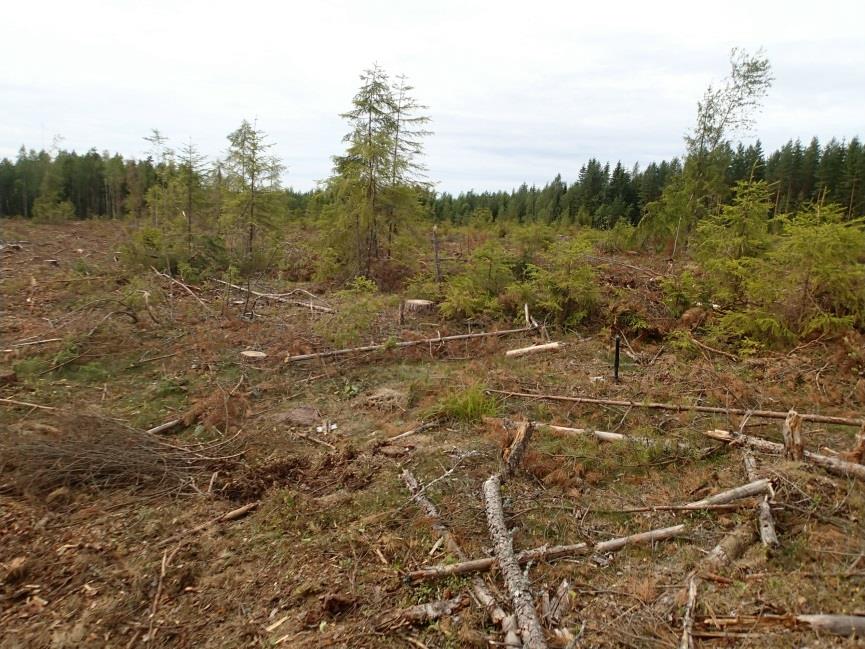 12 Kohteen Kraakanmäki 2 löydölliset koekuopat 1 ja 2 merkitty vihreällä (DGPS-mittaus). Ehdotettu muinaisjäännösrajaus on merkitty punaisella.