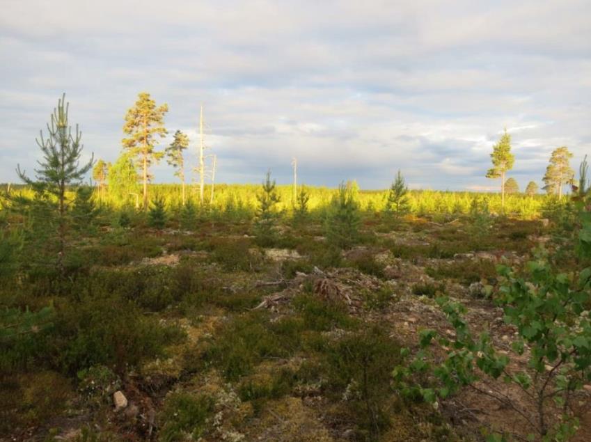 PERHO ALAJOEN TUULIPUISTO OSAYLEISKAAVA SELOSTUS Mäkelininkatu 17 A,