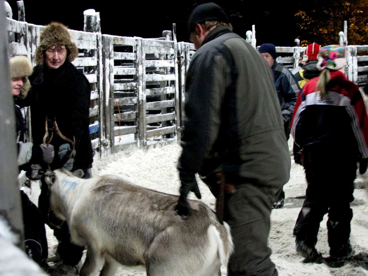 Mehamnista, Norjan puolelta, jossa kävimme yhden yön retkellä. Vau, mitkä maisemat! Duorastat 3.12.2009 Olimme eilen Outin kanssa Angelissa Muotkatunturin paliskunnan poroerotuksissa.