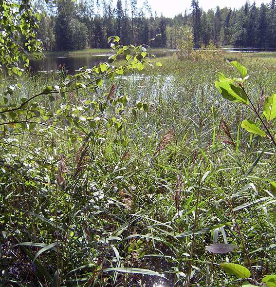 Sulkavan kunta Näkymä Valkealammelle lammen itäpäädystä 5 Retkeilyreitti kulkee Vasikkakankaan harjun päällä Valkealammen ympäristön harjut ja delta (Vasikkakankaan pohjoisosa) ovat maisemallisesti