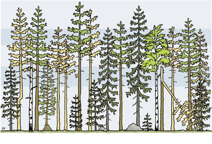 3 toteutus Välipuut Aluspuut Päävaltapuut Lisävaltapuut Alikasvospuut Kuva 17. Harvennettavan metsän latvuskerrokset ja alaharvennuksen periaate ( = harvennuksessa poistettavat puut).