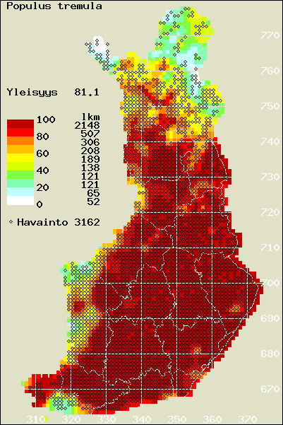 Haapaperhonen (Limenitis populi)