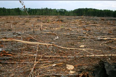 Hiilidioksidin varastointi Tiedemiehet arvioivat, että 40% ilmakehän ylimääräisestä hiilidioksidista on syntynyt metsien kaatamisen seurauksena viime vuosisatojen aikana.