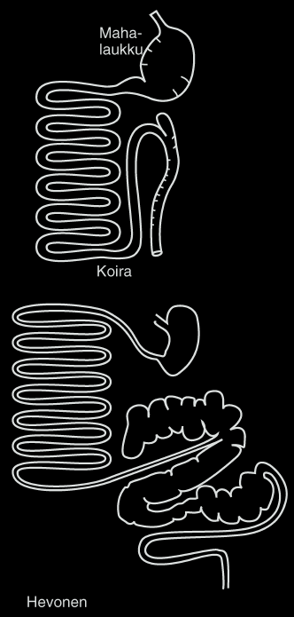 Suolisto Suuri vatsalaukku Lyhyt suolisto Ruuansulatus nopeaa Ruuan kulku mahalaukusta peräsuoleen Koiralla n 6h Hevosella 30h