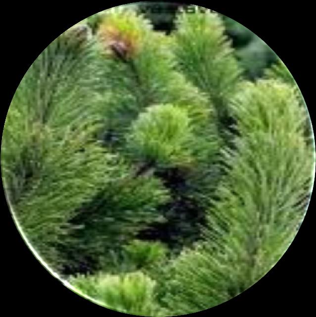 metsävähennys Verotettava tulo Verot Tilitettävä Ylijäämä Tuloverolain mukaan yhteisetuuden, kuten yhteismetsän,