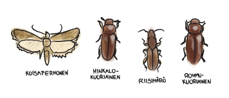 2.4 Biologiset vaaratekijät Biologisia vaaratekijöitä ovat sekä silmälle näkymättömän pienet eliöt, mikrobit että muut eliöt, kuten alkueläimet ja loiset.