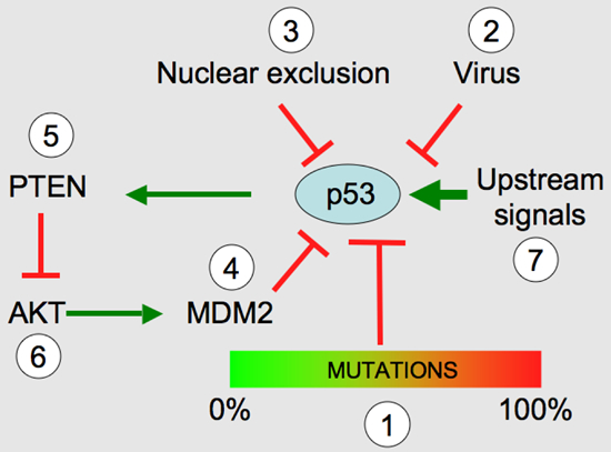 69 Monet syyt, jotka voivat johtaa p53 geenin hiljenemiseen ihmisen syövissä (www.p53.free.
