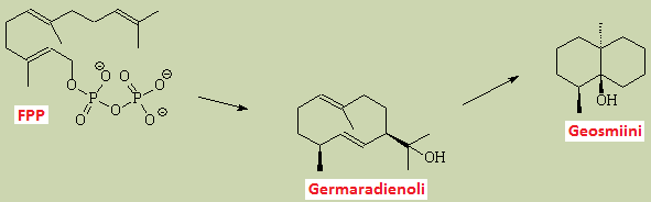 8 Kuva 2. (-) -GSM:n rakennekaava. (Jüttner & Watson, 2007) GSM:n hajua kuvaillaan sanoilla multainen tai multakellarin hajuinen.