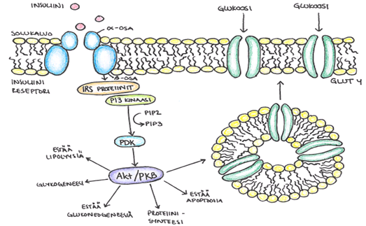 453 Kuva 1: Insuliinin vaikutukset elimistössä. Glukoosia siirtyy suolesta verenkiertoon, josta se kulkeutuu maksa-, hermo-, lihas- ja rasvakudokseen.