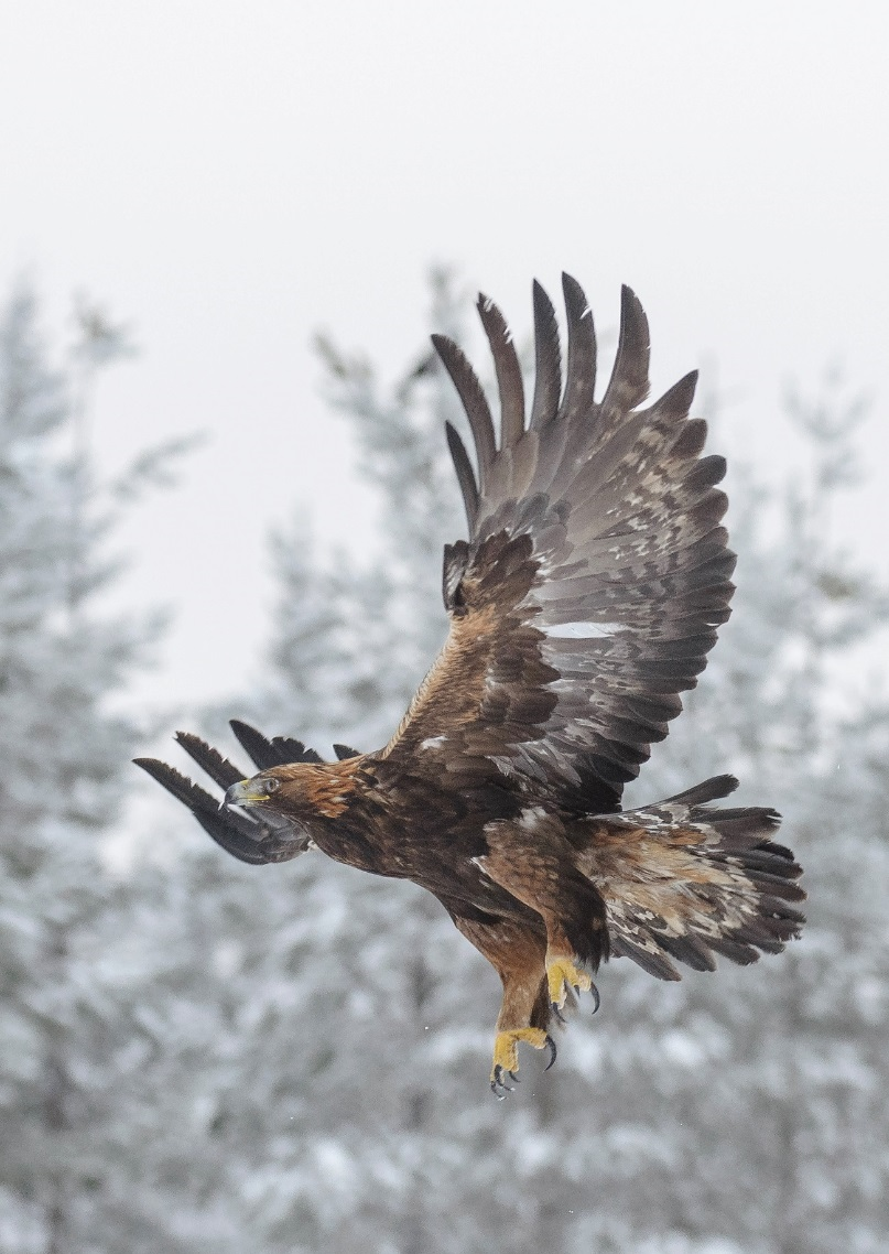 Kotkamills Oy Tuotantosuunnan muutos: Flying Eagle Ympäristövaikutusten