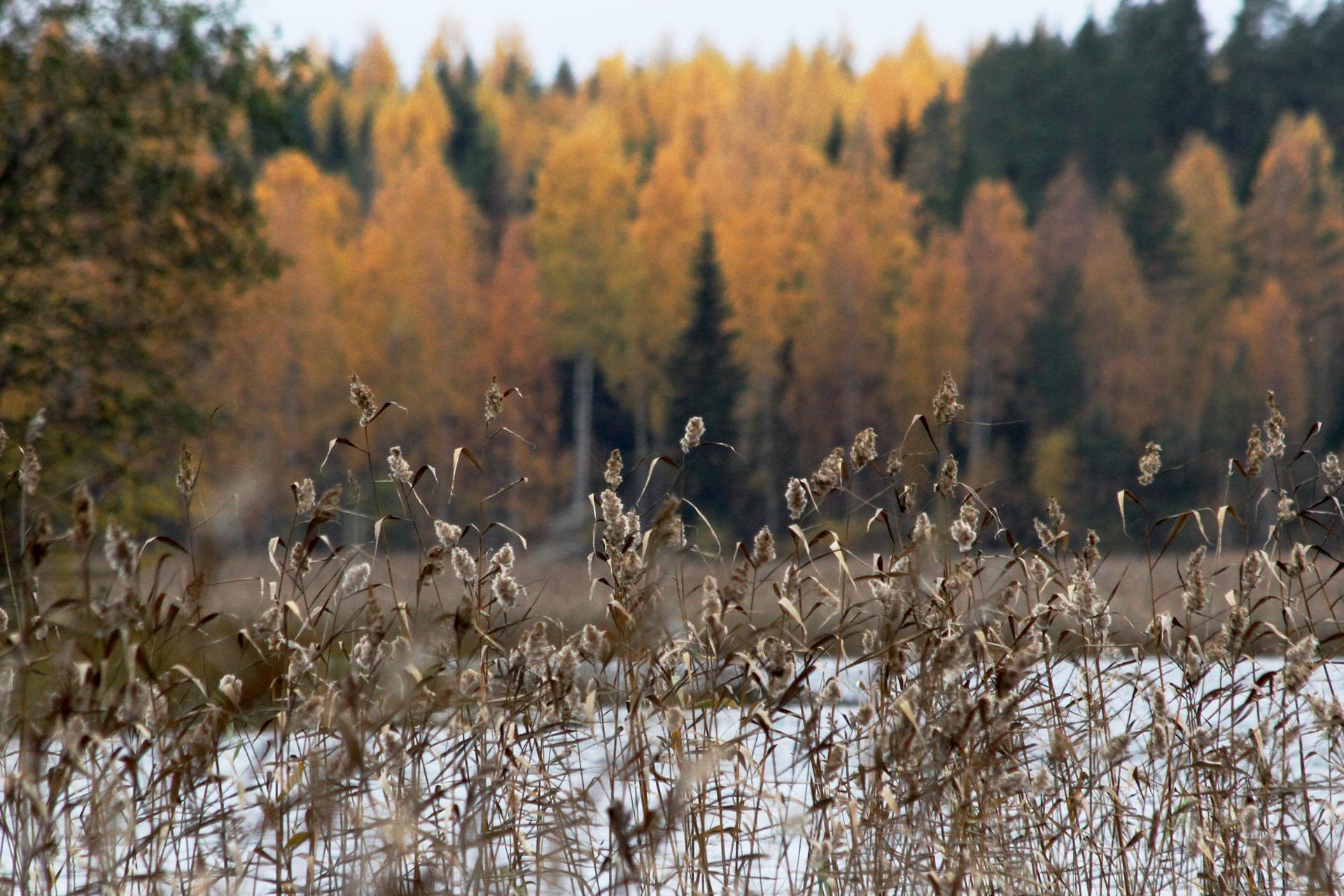 Kiitos!