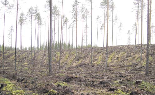 MetsäPäijänne nro 1 / 7.5.2010 Metsäisiä sanoja suomeksi Kari Kuusniemi Pirjo Lumioja Avohakkuu on yksi uudistushakkuutapa jolla tähdätään uuden puusukupolven perustamiseen.