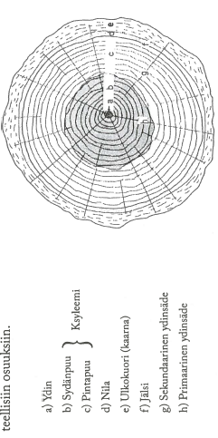 10 Kuva 1. Poikkileikkaus täysikasvuisen männyn rungosta (Ilvessalo-Pfäffli, 1977). Ydin on puun ensimmäisien elinvuosien aikana syntynyttä puusolukkoa ja sillä on heikko mekaaninen lujuus.
