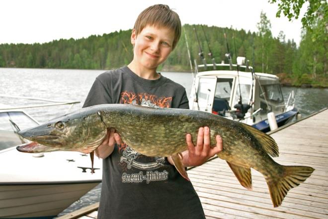 Valkolihaiset lajit ovat kalastusmatkailun veturi Lohikaloilla on mahdollisuutensa oikein järjestettynä parhaissa kohteissa,