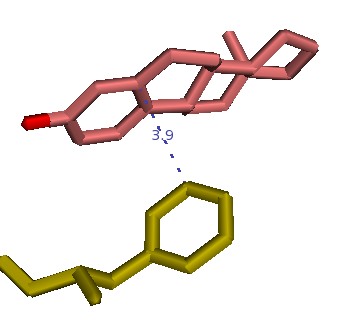 A B Progesteroni Estradioli Phe-778 Phe-404 Kuva 35. A) Progesteroni ja hpr-lbd:n Phe-778, steroidin α-puolelta.