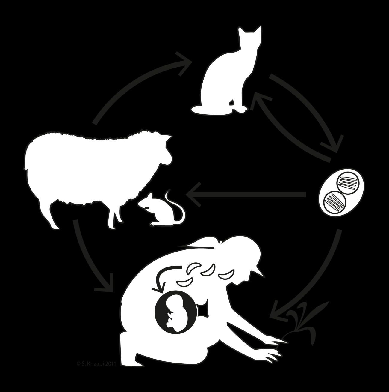 Kuva 1. Toxoplasma gondii alkueläimen elämänkierto. Kissaeläimet ovat T. gondii - alkueläimen pääisäntiä ja niiden suolistossa tapahtuu loisen seksuaalinen sykli.