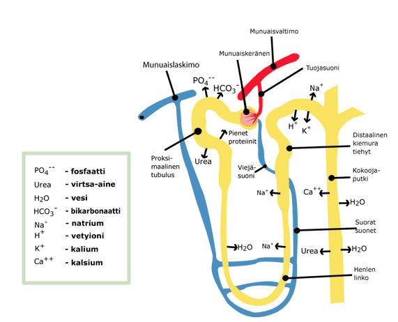 8 2 MITATTAVAT PARAMETRIT 2.1 Natrium Natrium on keskeinen solunulkoisen tilan kationi muodostaen noin 90 % kaikista solun ulkopuolelle liuenneista kationeista.