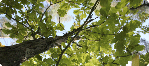 Neuvontaa monimuotoisuudesta ja metsäenergiasta 1990-luvulla alettiin kiinnittää laajemmin huomiota talousmetsien monimuotoisuuden turvaamiseen ja lisäämiseen.