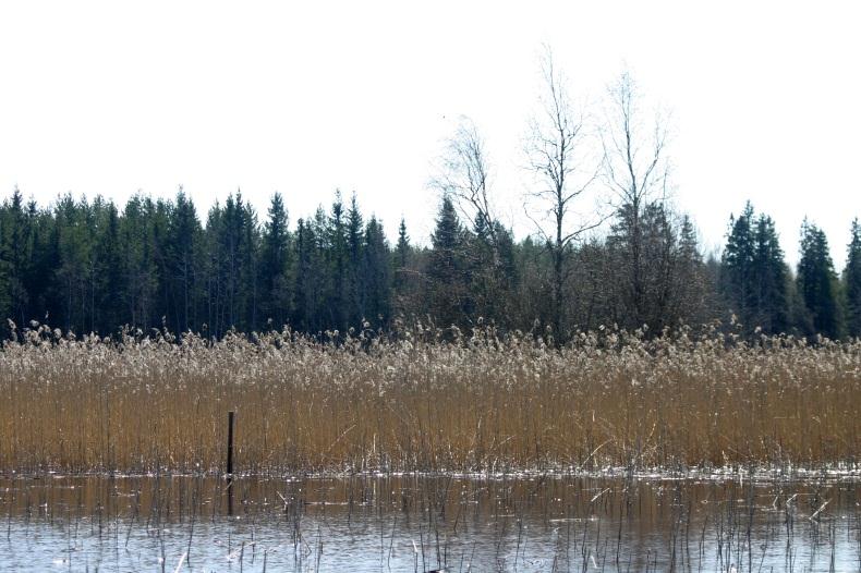 Viitasammakko havaittiin myös Pynnönsaaren ja Ajosaaren välisen kannaksen eteläpuoleisella ruovikkorannalla koko tien viereisellä osuudella.