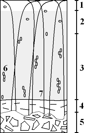 Kuva 1: Hahmotelma nivelruston poikkileikkauksesta. Kuvan merkinnät: 1. pintavyöhyke, 2. välivyöhyke, 3. syvävyöhyke, 4. kalkkeutunut rusto, 5. rustonalainen luu, 6. rustosoluja ja 7. kollageenisäie.
