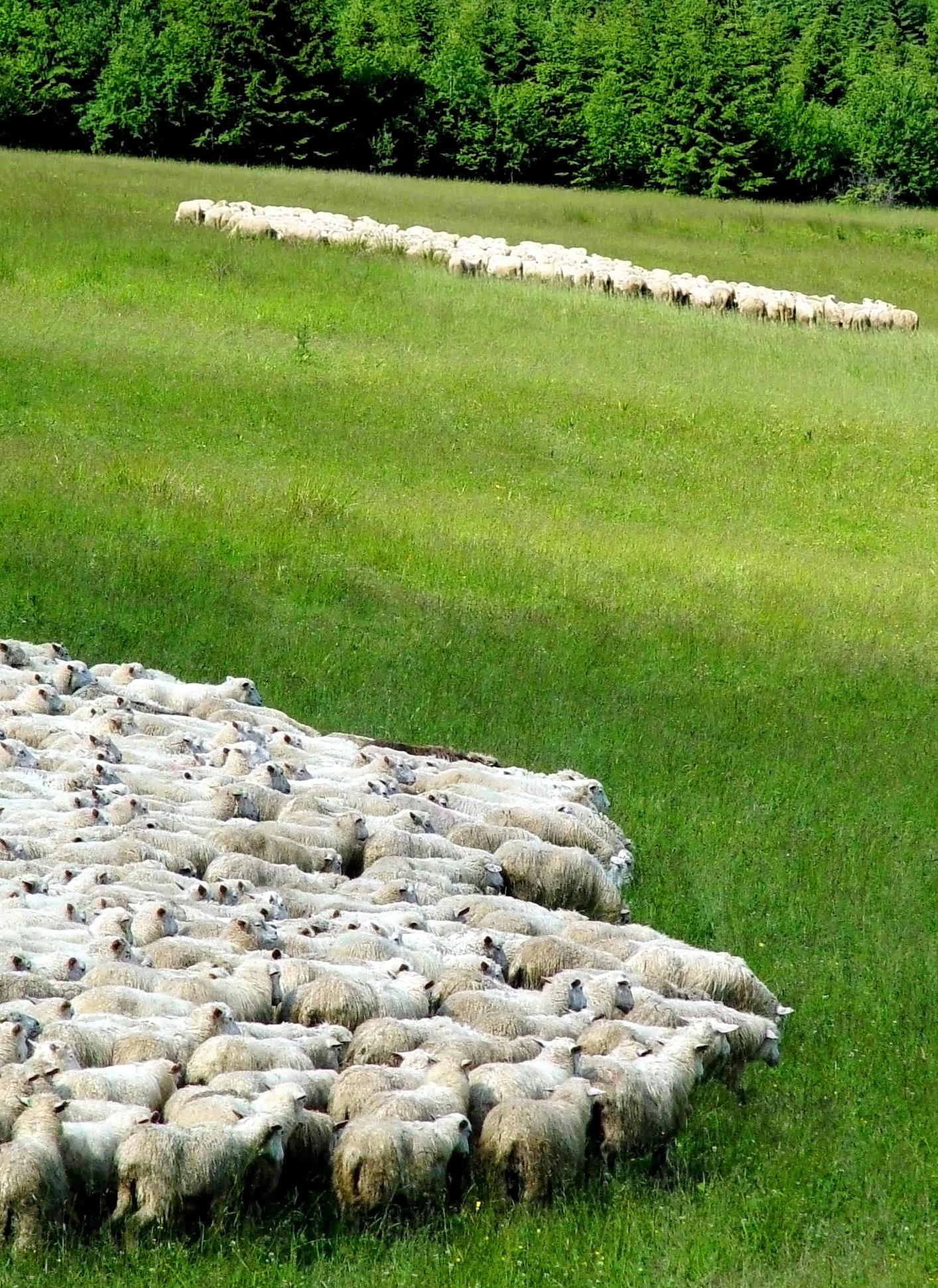 Lampurit Kari ja Risto ovat tähän saakka myyneet itse omat lampaanlihatuotteensa. Kari on toimittanut tuotteensa pääosin suurkeittiöasiakkaille ja tukuille.