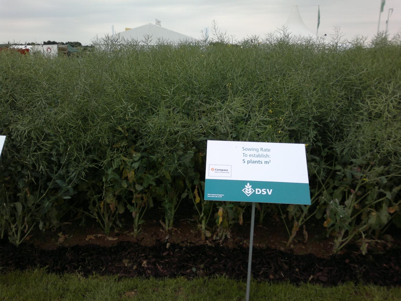 Alituotantokasvien tuotannon kehittäminen hanke Matkakertomus Marketta Saastamoinen ja Jukka Saarinen Opintomatka Cereals 2012 näyttelyyn ja Rothamstedt Research