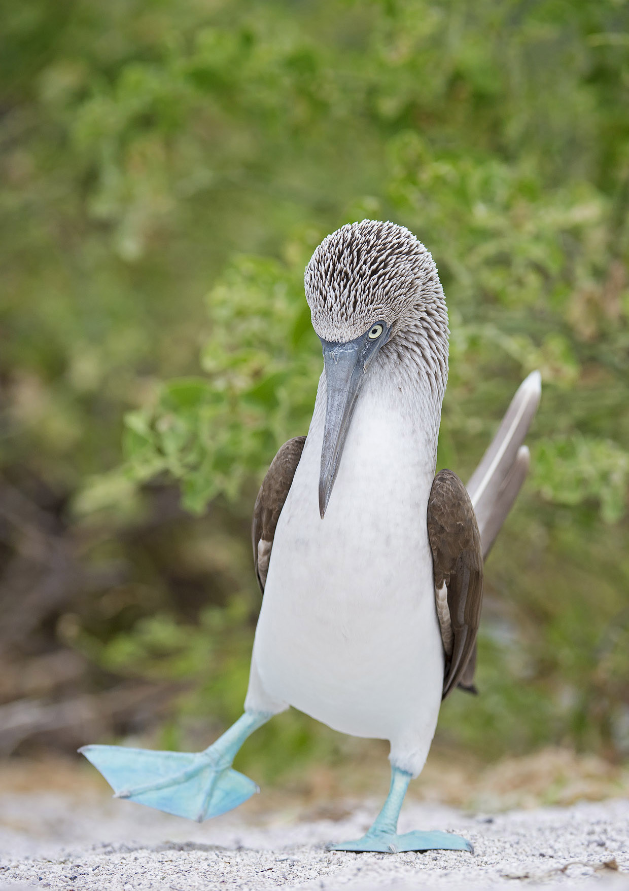 ECUADORIN