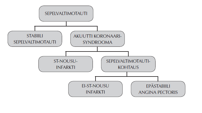 6 SEPELVALTIMOTAUTI JA RINTAKIPU Sepelvaltimotauti, morbus mordis coronarius, MCC, eli koronaaritauti on tärkeimpiä ja eniten hoitoa vaativia kansantauteja.